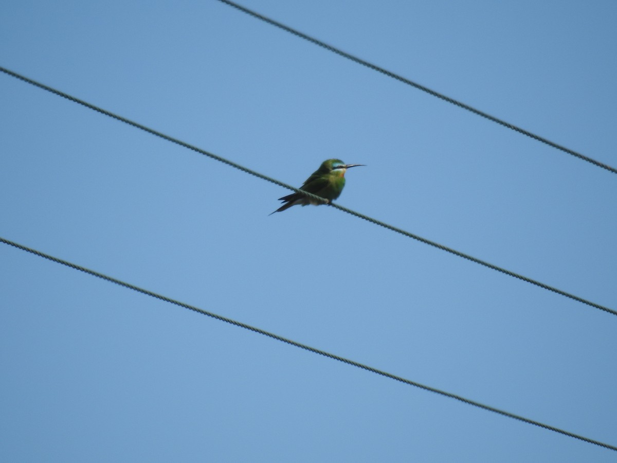 Guêpier de Perse - ML644463379