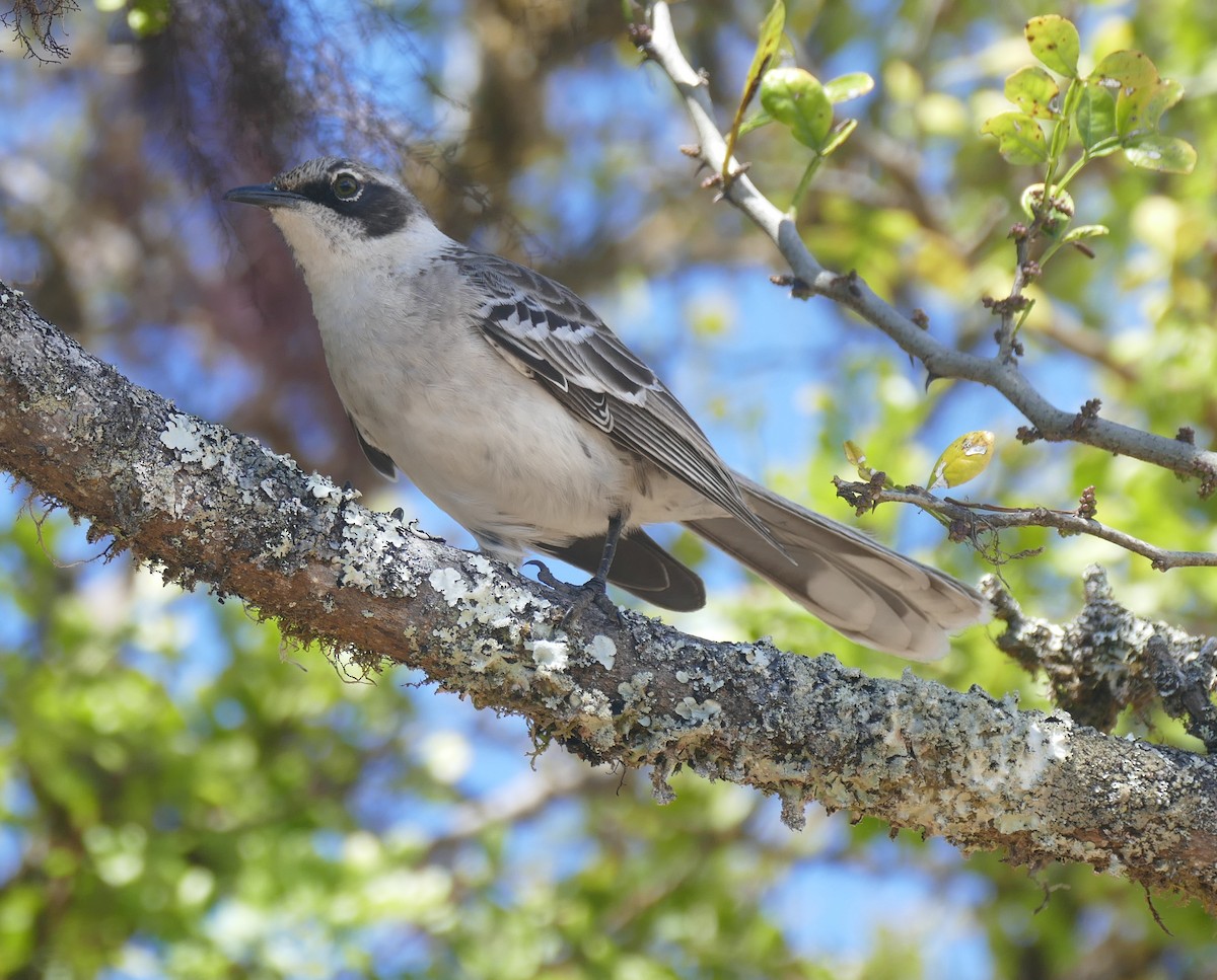 Galapagos Mockingbird - ML644463390