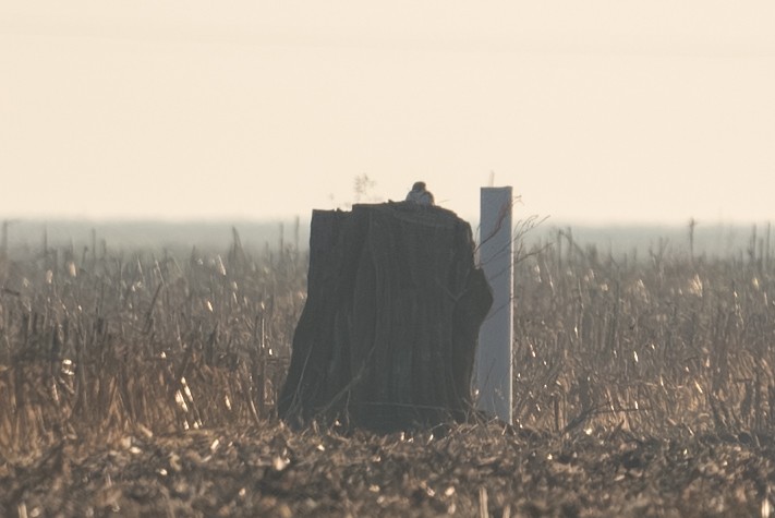 Prairie Falcon - ML644463394