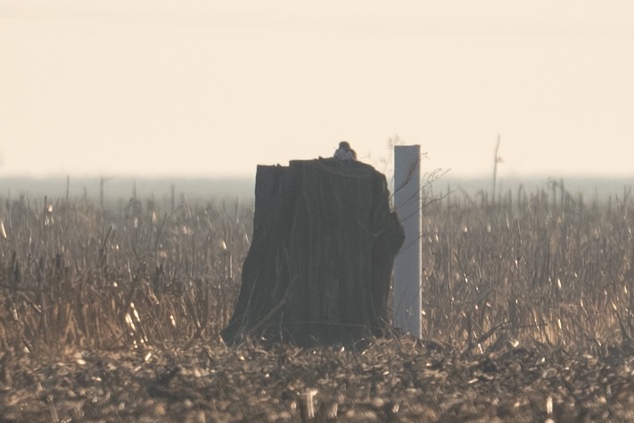 Prairie Falcon - ML644463395