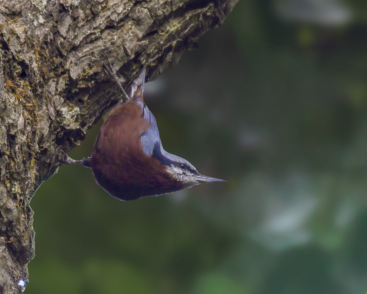 Indian Nuthatch - ML644463408