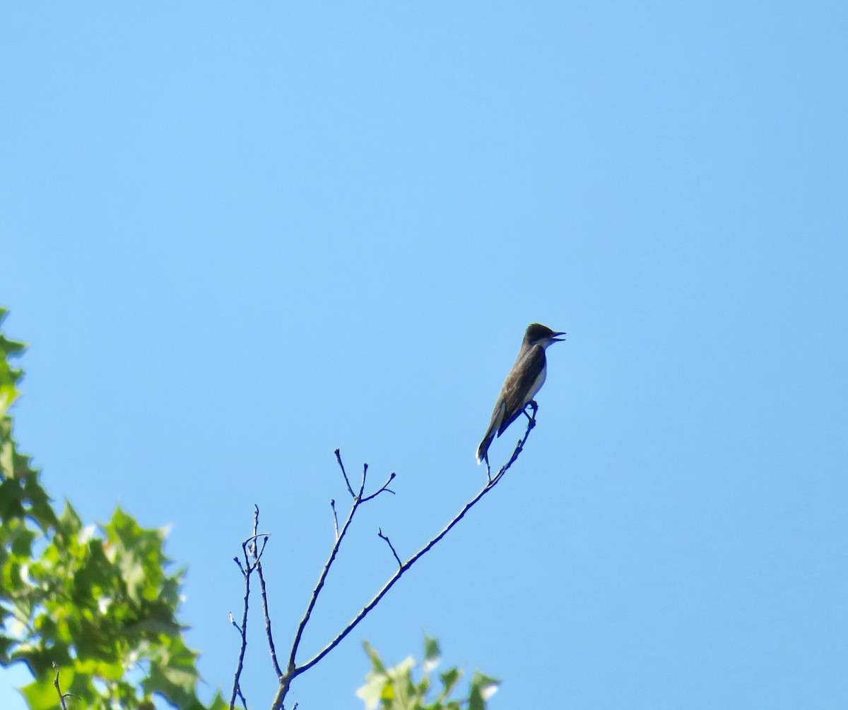 Eastern Kingbird - Ann Tanner