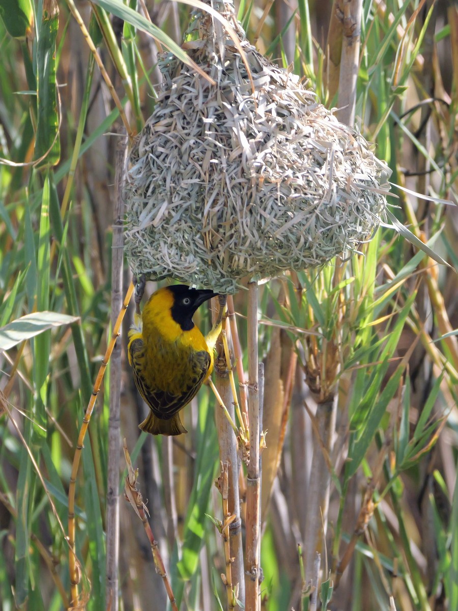 Lesser Masked-Weaver - ML644463412