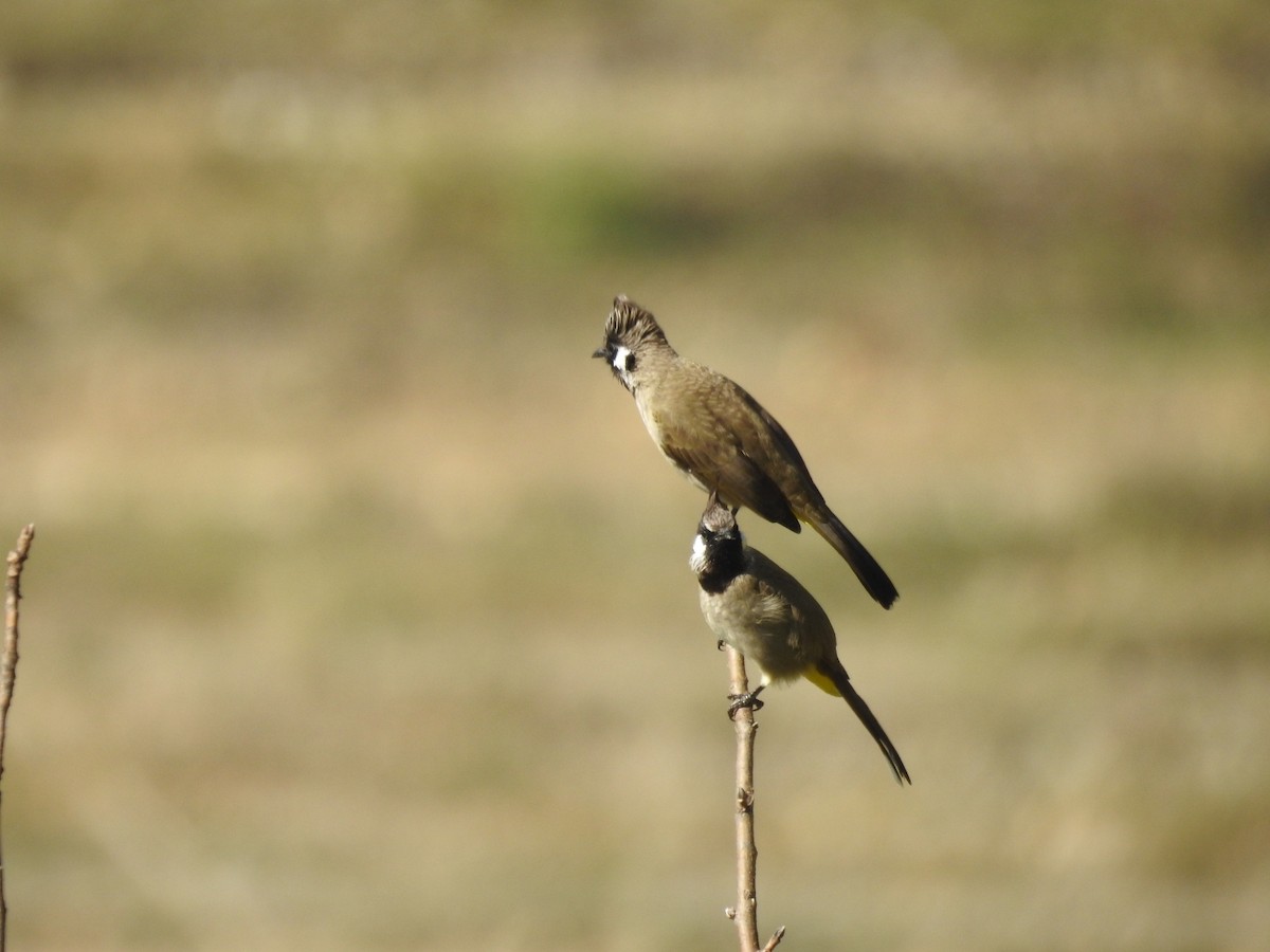 Himalayan Bulbul - ML644463431