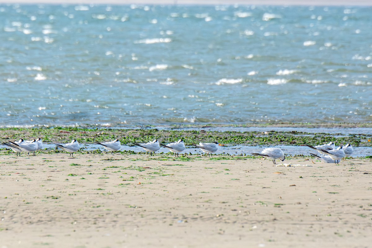 Royal Tern - ML644463432