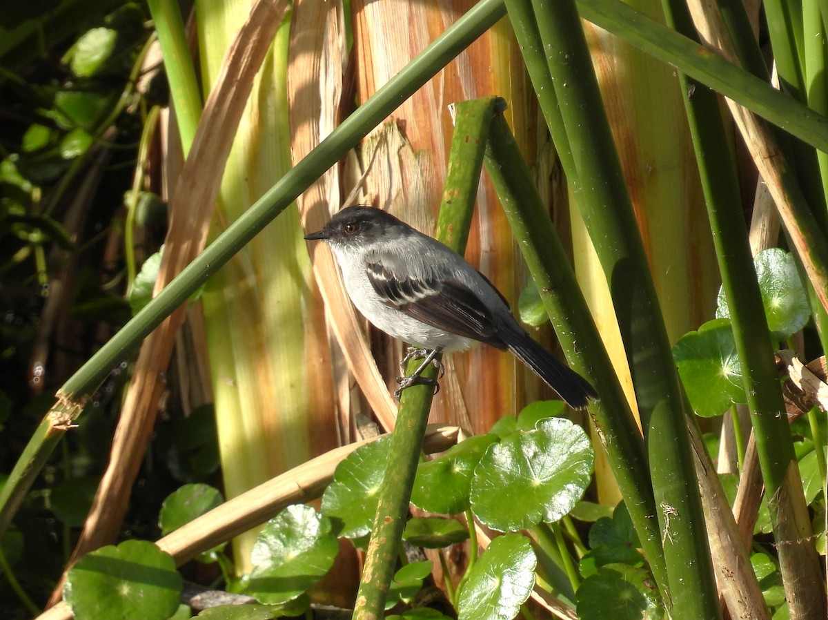 Torrent Tyrannulet - ML644463436