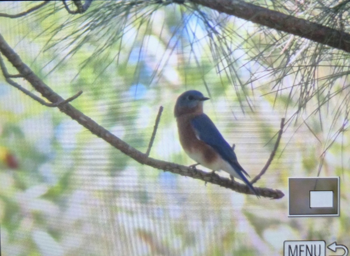 Eastern Bluebird - ML644463442