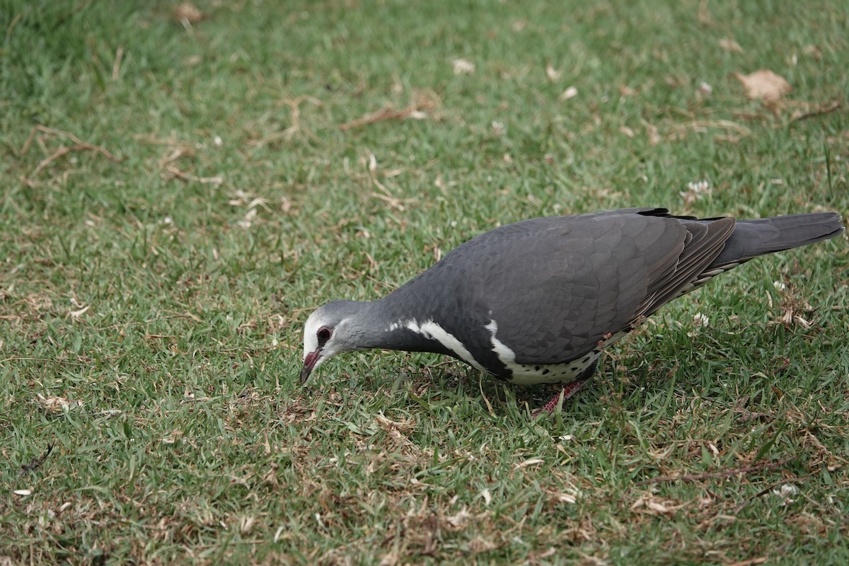 Wonga Pigeon - ML644463443