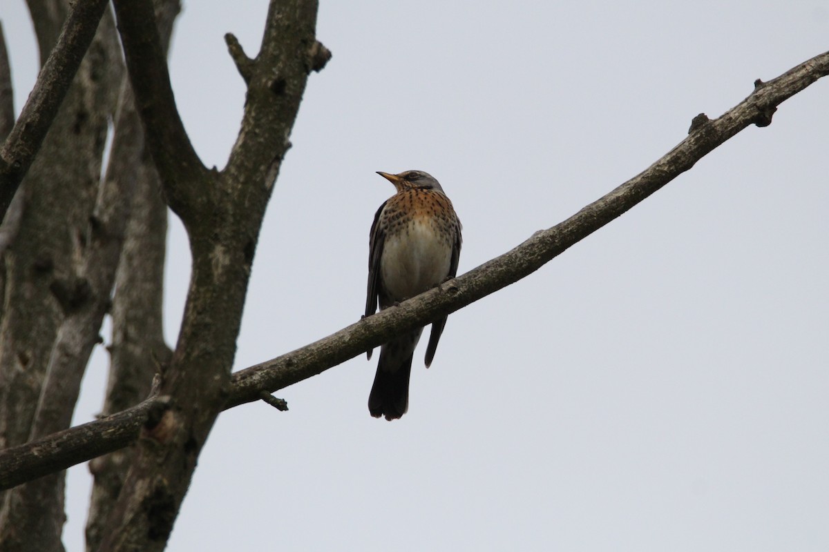 Fieldfare - ML644463444