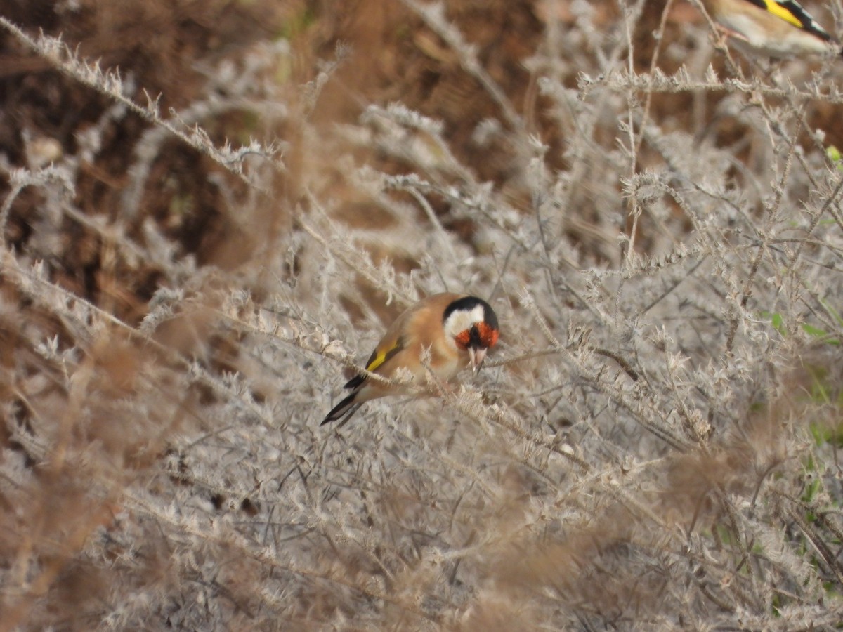 Бор бужирга - ML644463446