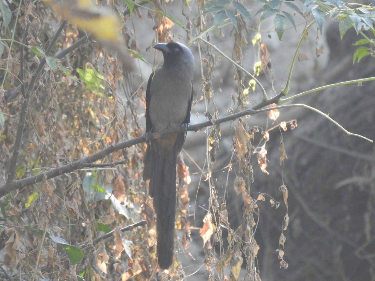 Gray Treepie - ML644463447