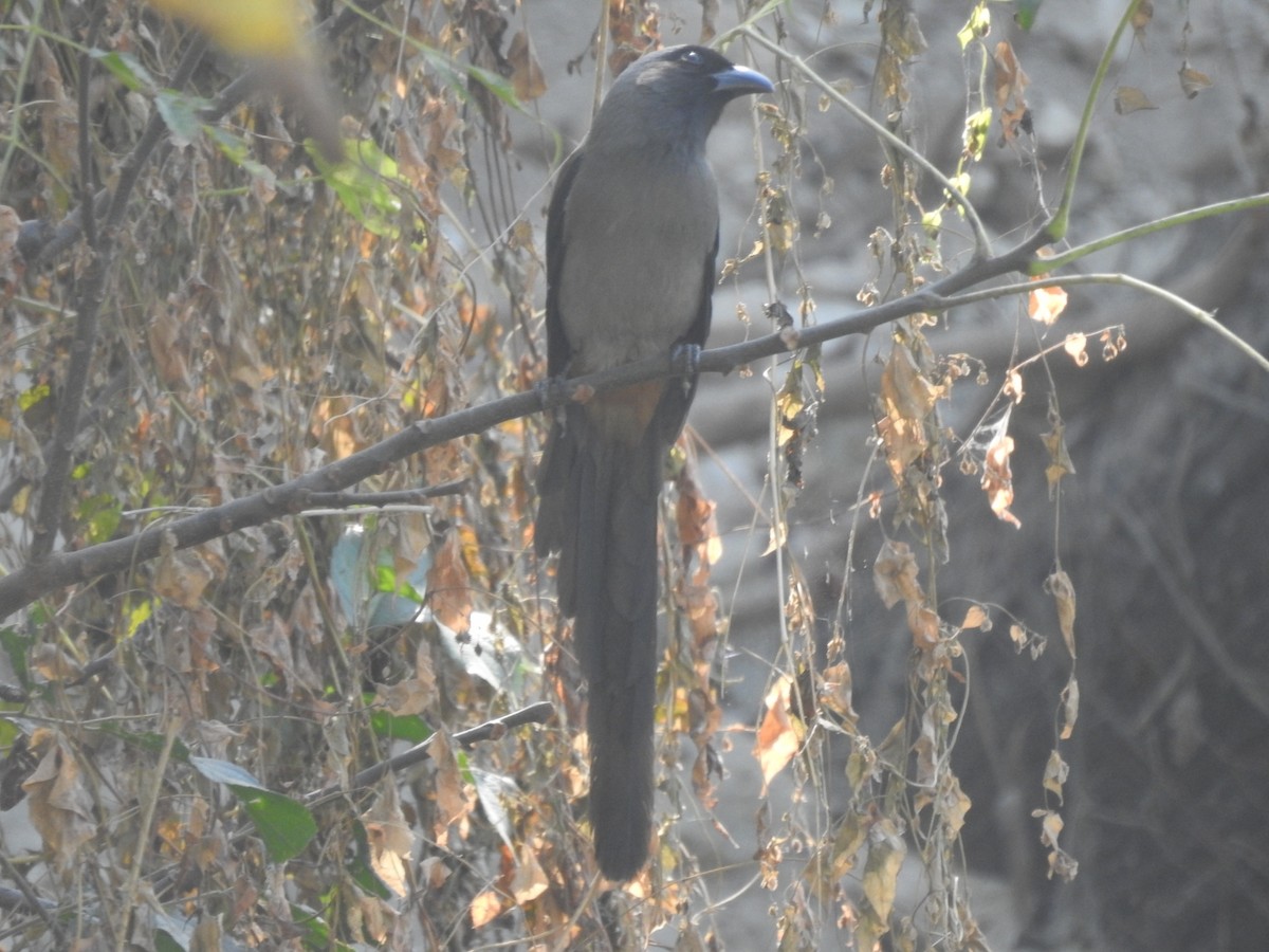 Gray Treepie - ML644463448
