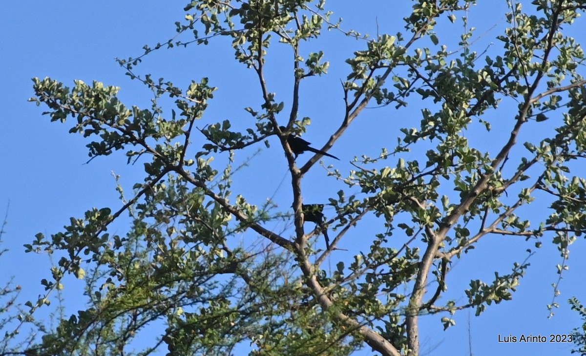 Bristle-crowned Starling - ML644463457
