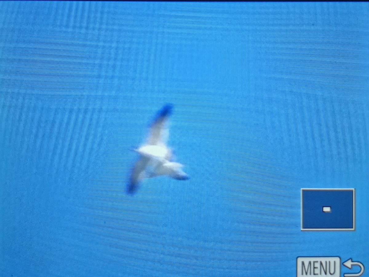 Franklin's Gull - ML644463464