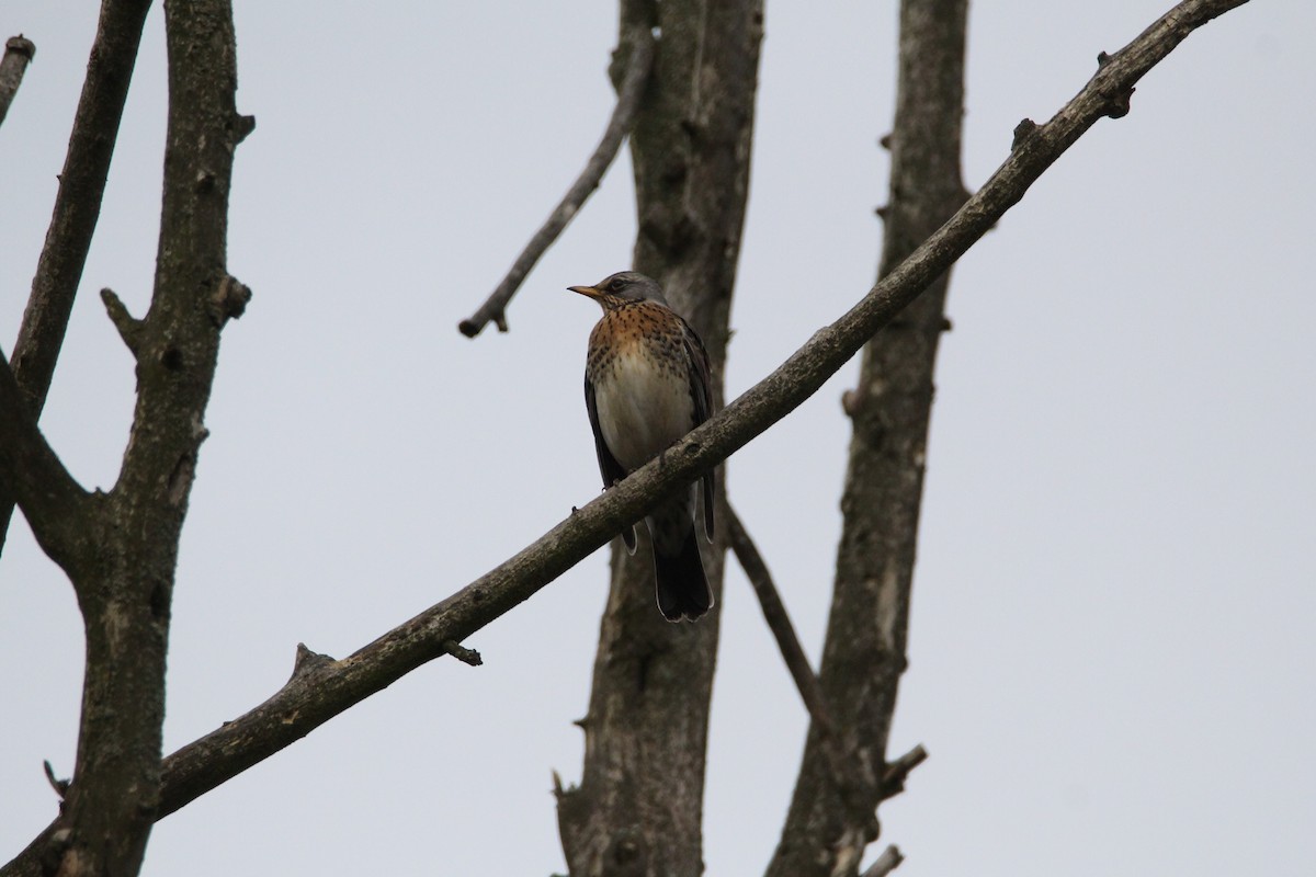 Fieldfare - ML644463476