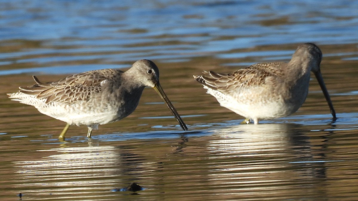 Хараалжин цууцил - ML644463477