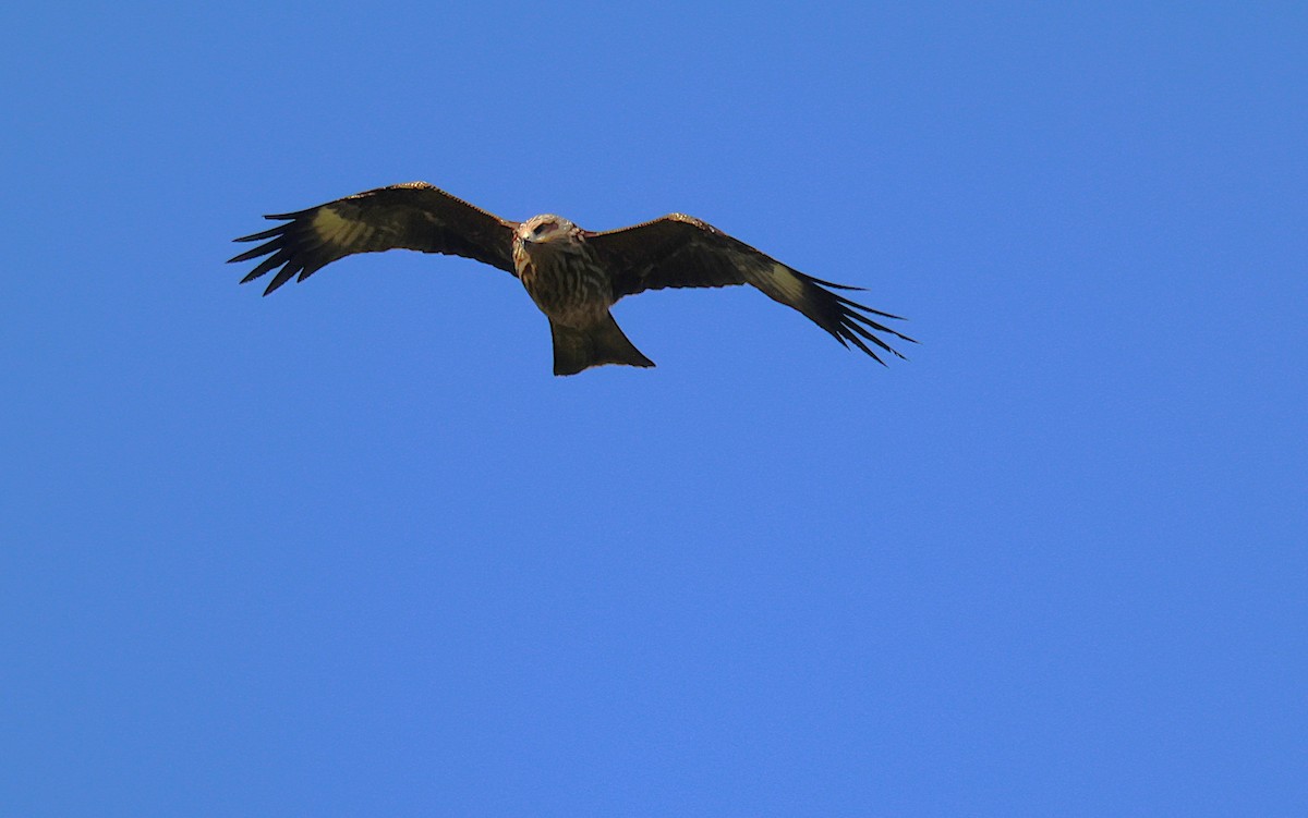 Black Kite - Rajko Podgornik