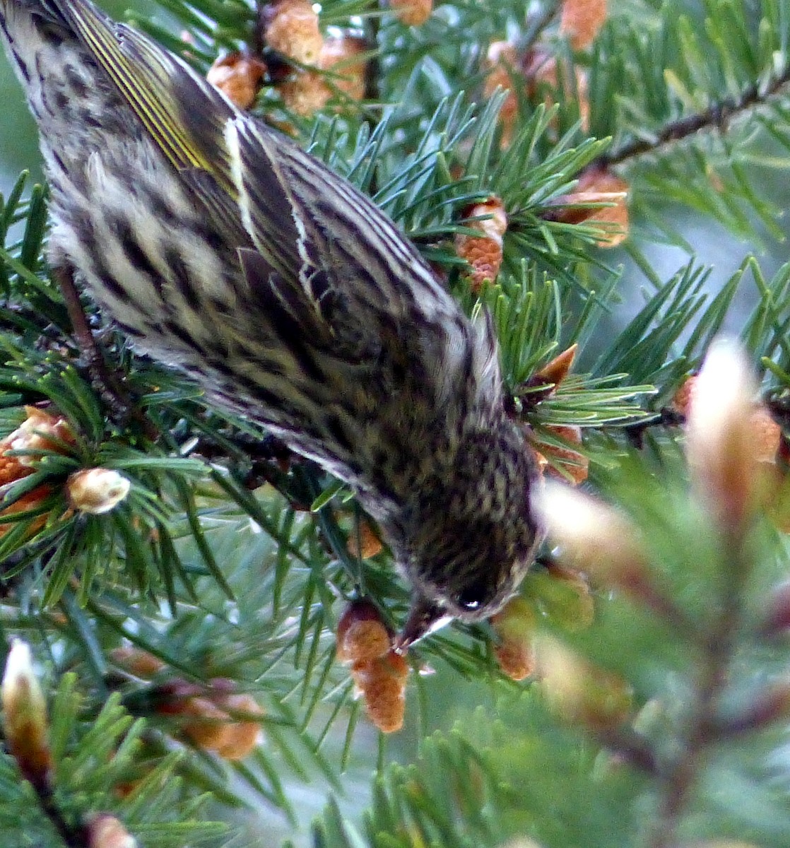 Pine Siskin - ML644463493