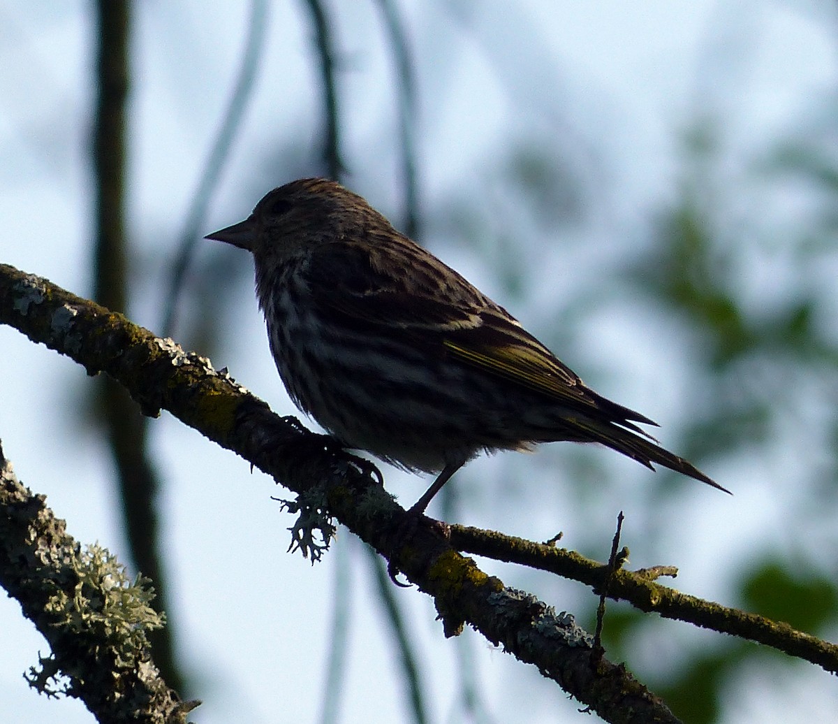 Pine Siskin - ML644463496