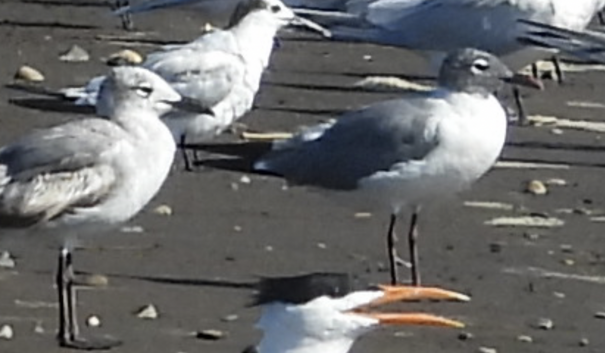 Laughing Gull - ML644463502