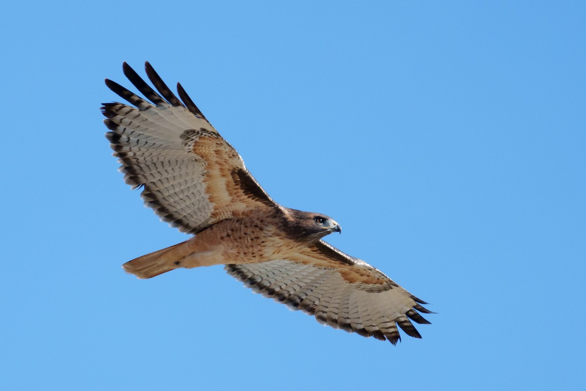 Busardo Colirrojo - ML644463510