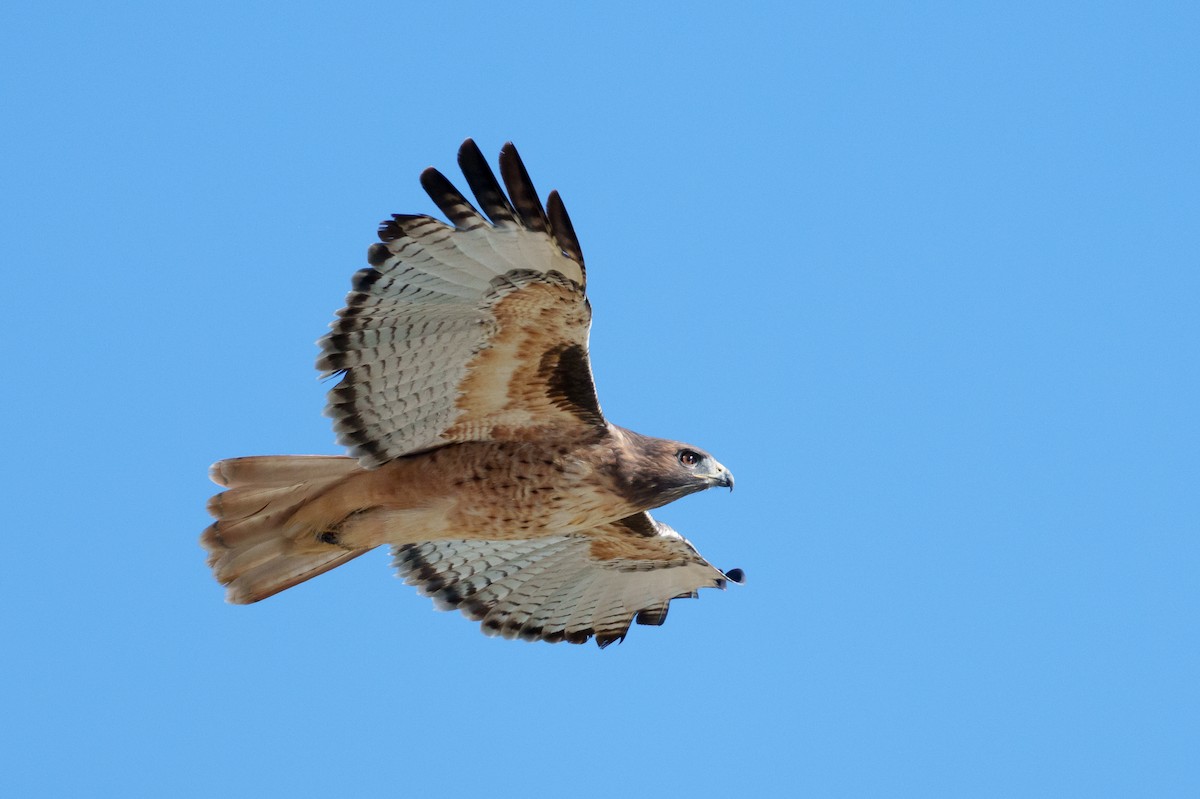 Busardo Colirrojo - ML644463513