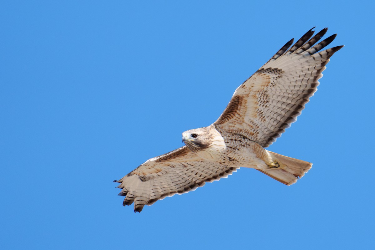 Busardo Colirrojo - ML644463515