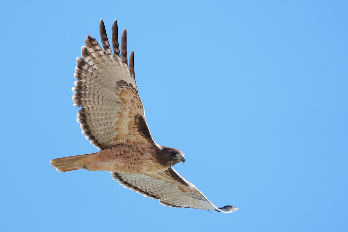 Busardo Colirrojo - ML644463516