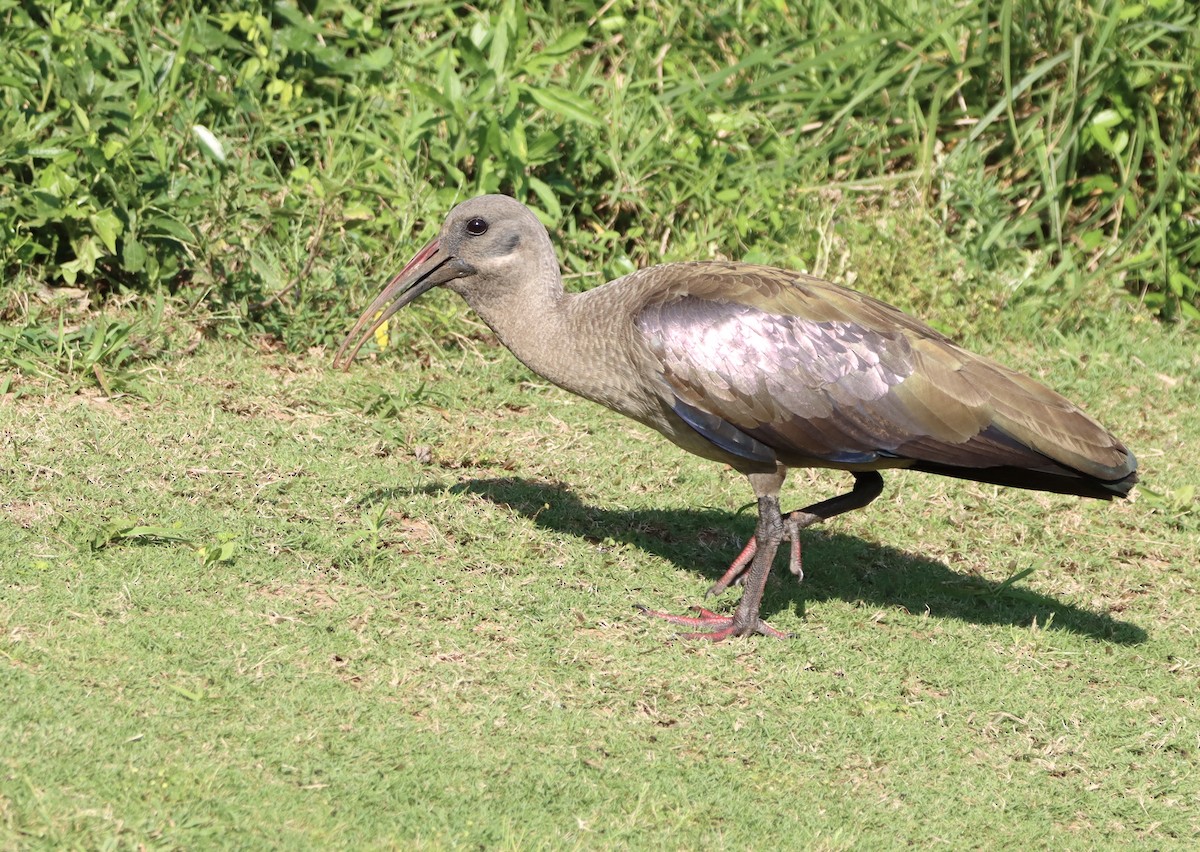 Hadada Ibis - ML644463520