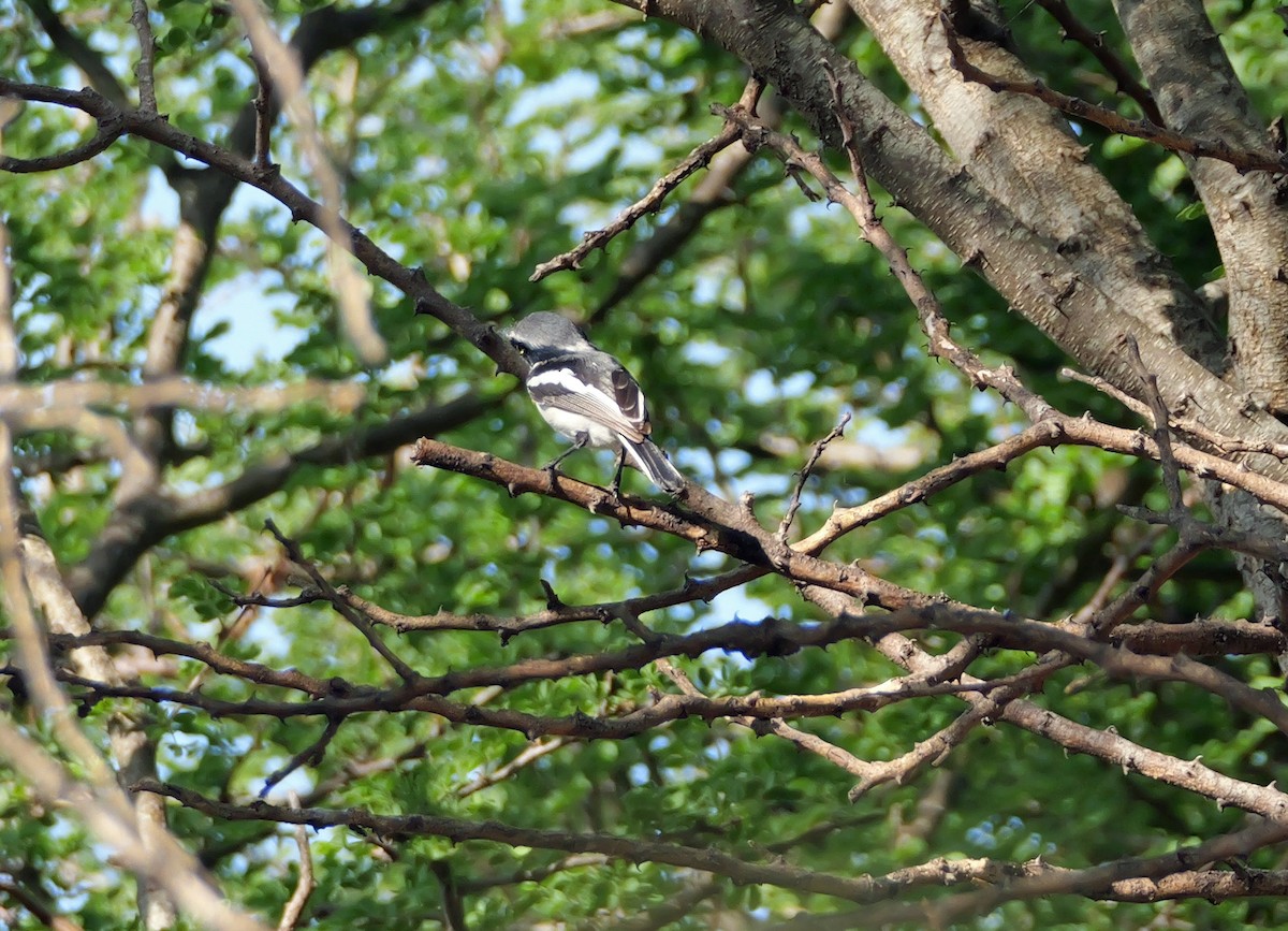 lesknáček obecný - ML644463533