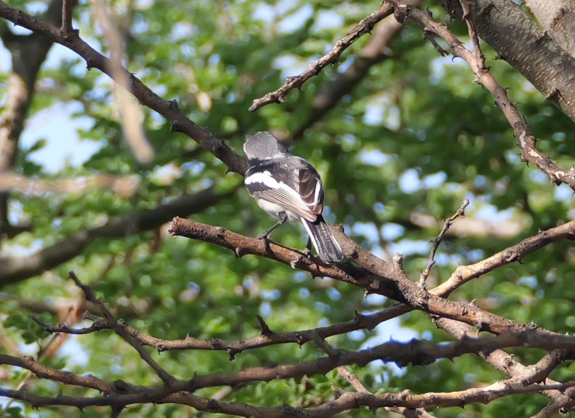 lesknáček obecný - ML644463534