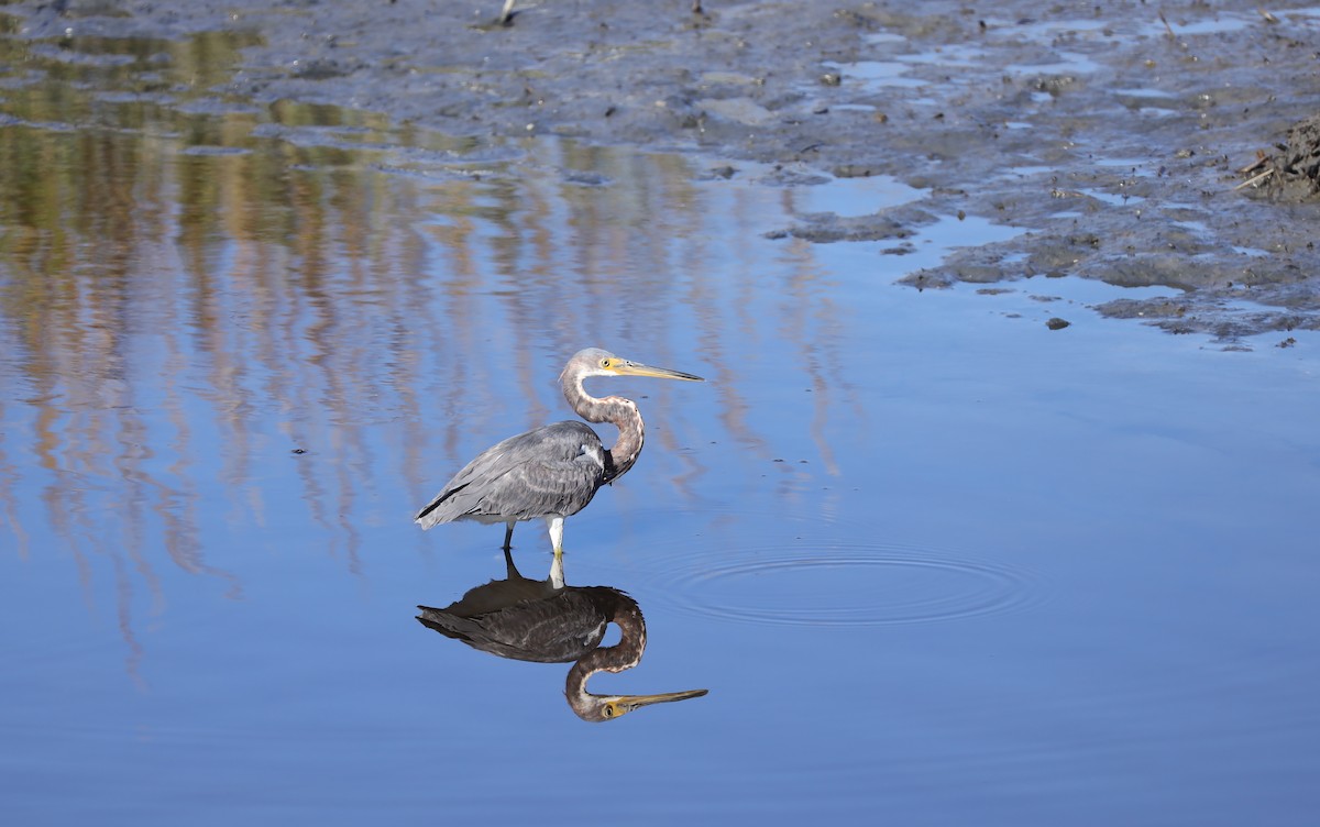 Tricolored Heron - ML644463553