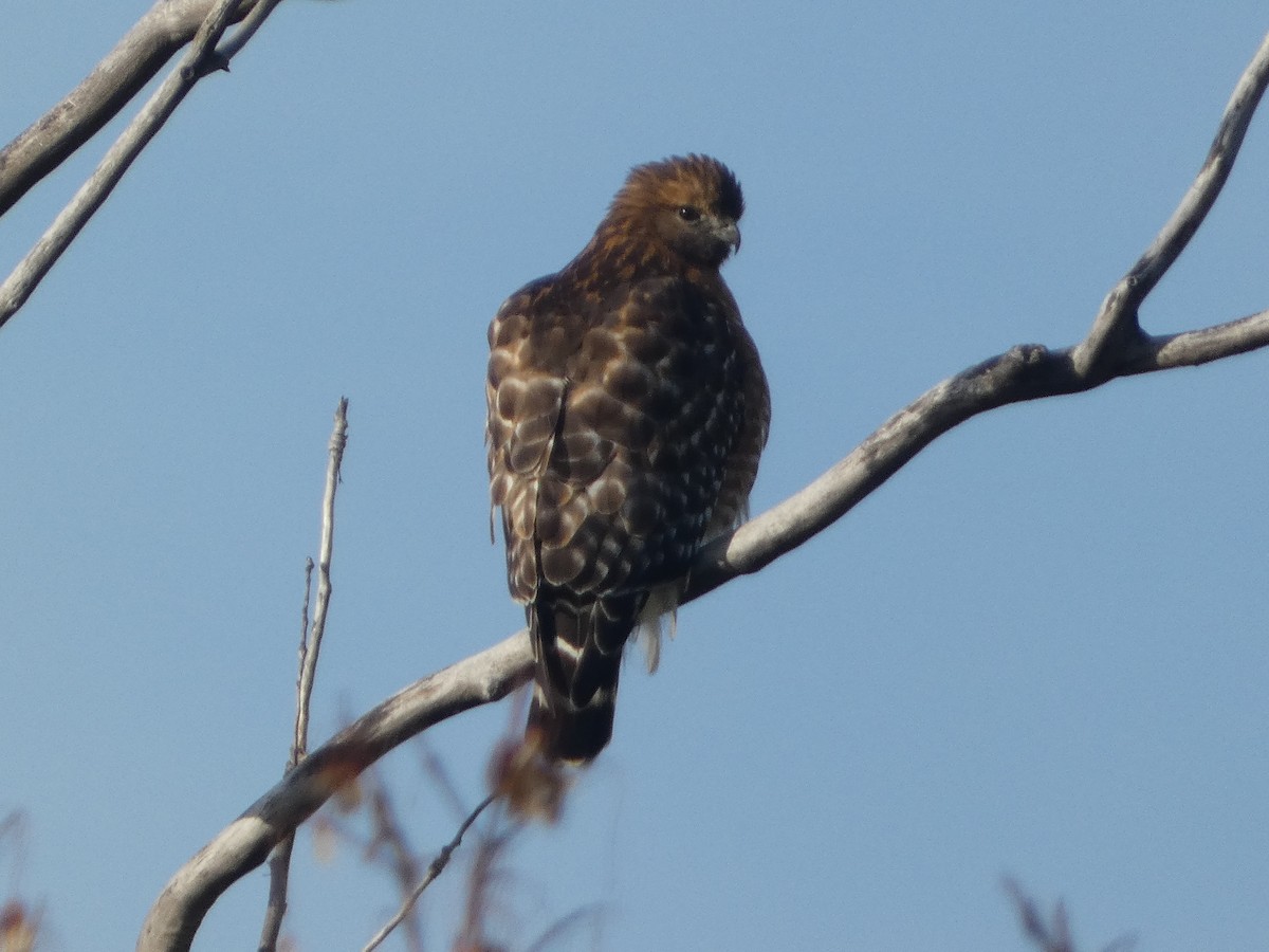 カタアカノスリ - ML644463564