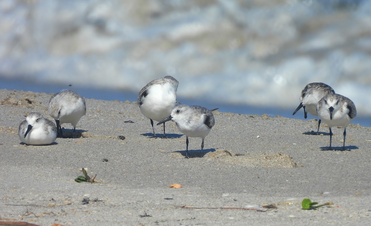 Гурвалж элсэг - ML644463569