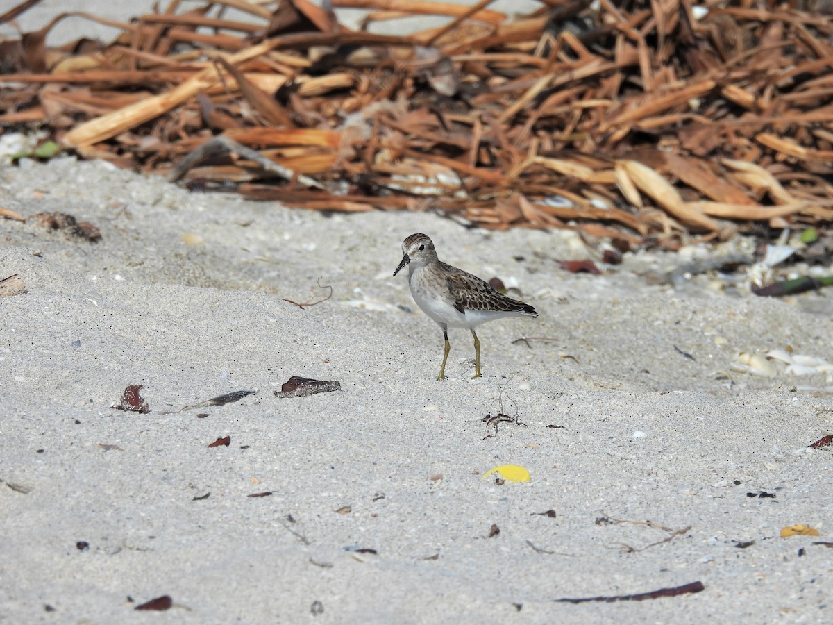 アメリカヒバリシギ - ML644463572