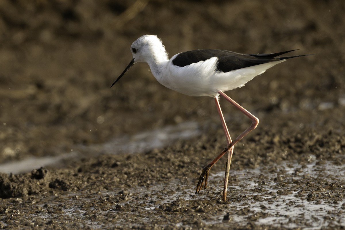 Эгэл хилэн жигүүр - ML644463574