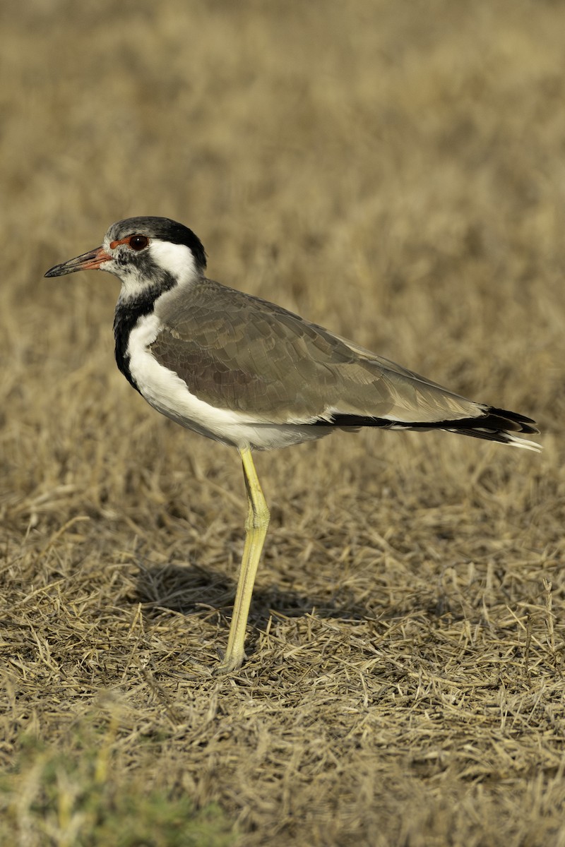 Red-wattled Lapwing - ML644463580