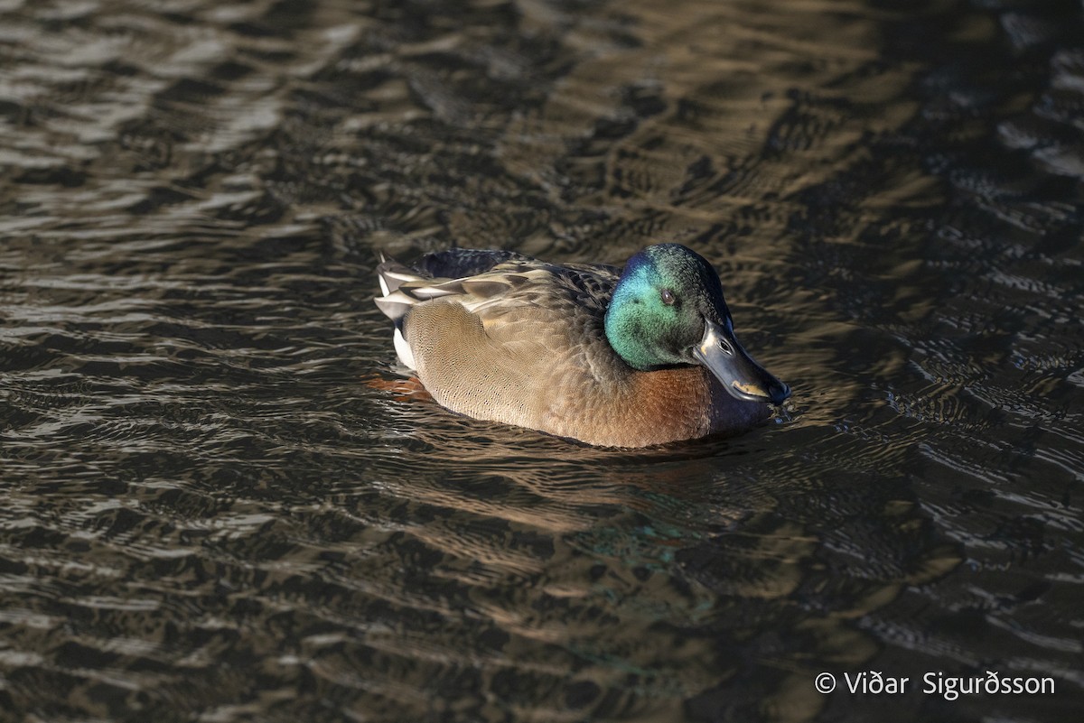 מרית צפונית x ברכיה (בן כלאיים) - ML644463581