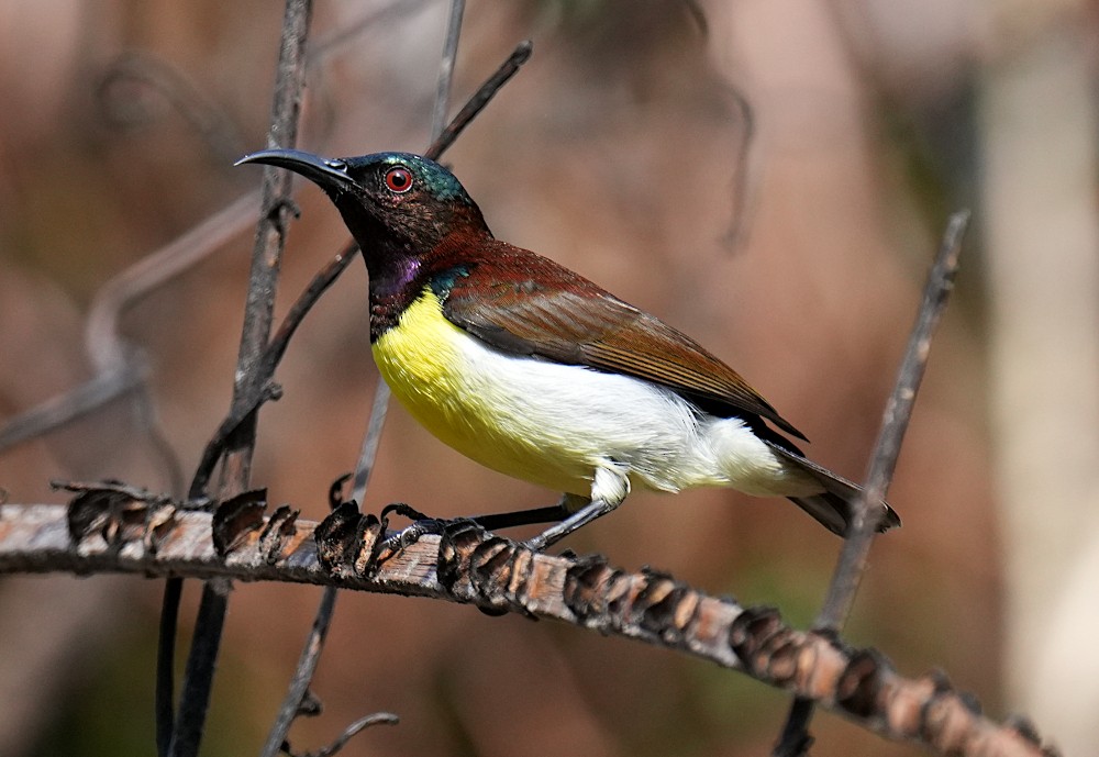 Purple-rumped Sunbird - ML644463588