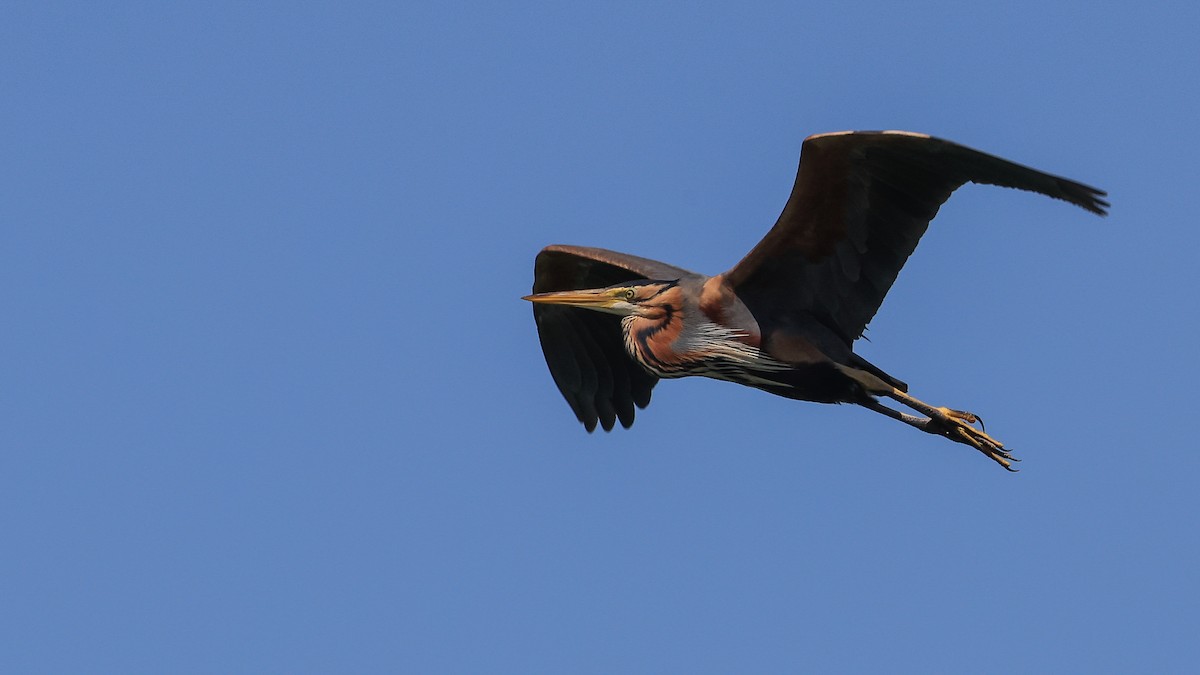 Рыжая цапля - ML644463590