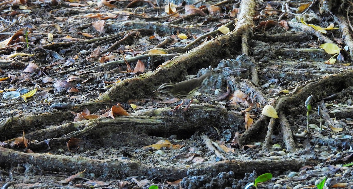 Northern Waterthrush - ML644463603