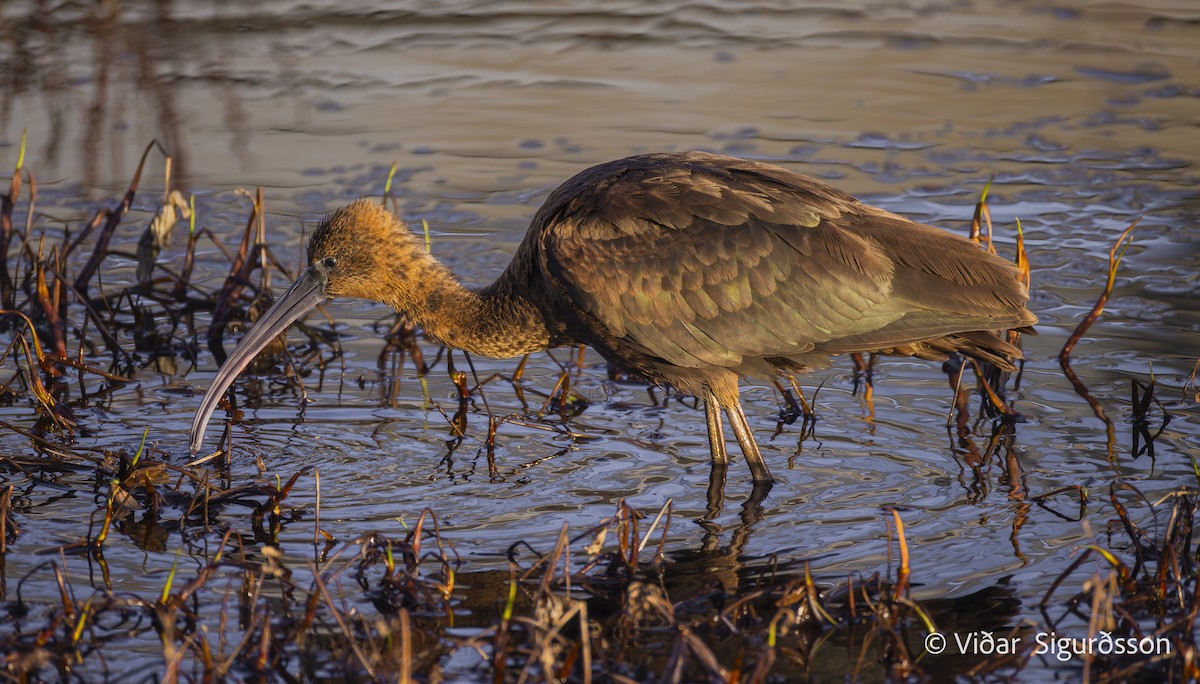 מגלן חום - ML644463611