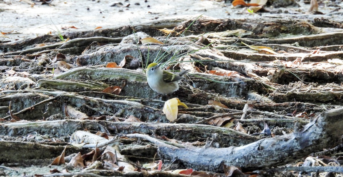 Chestnut-sided Warbler - ML644463612