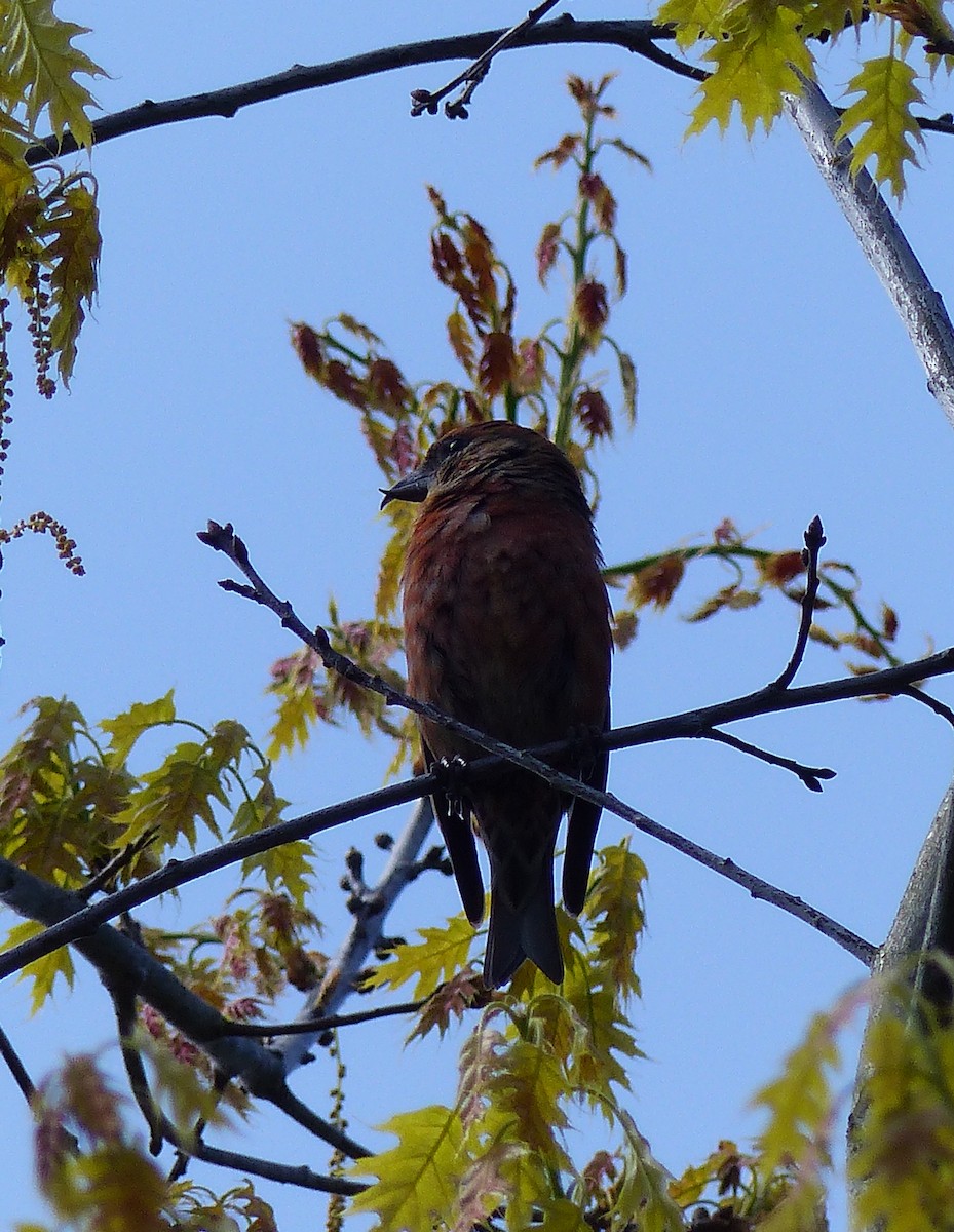 צלוב-מקור אדום - ML644463616