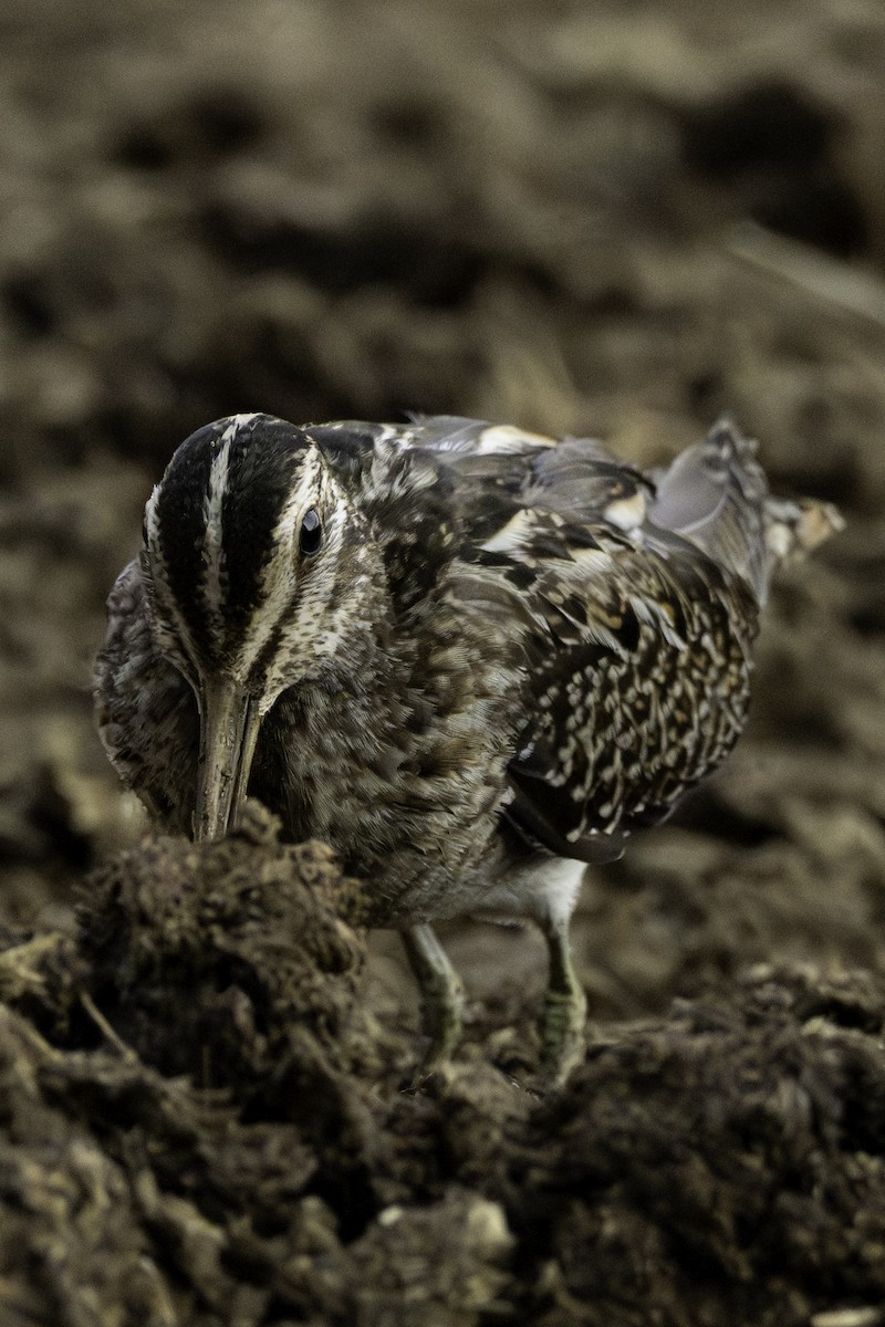 Шөвгөн хараалж - ML644463617