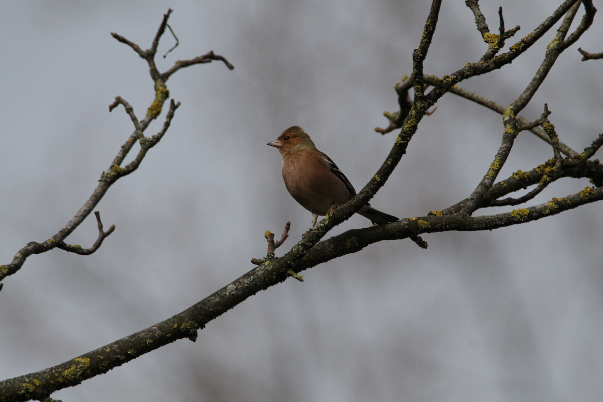 Common Chaffinch - ML644463620