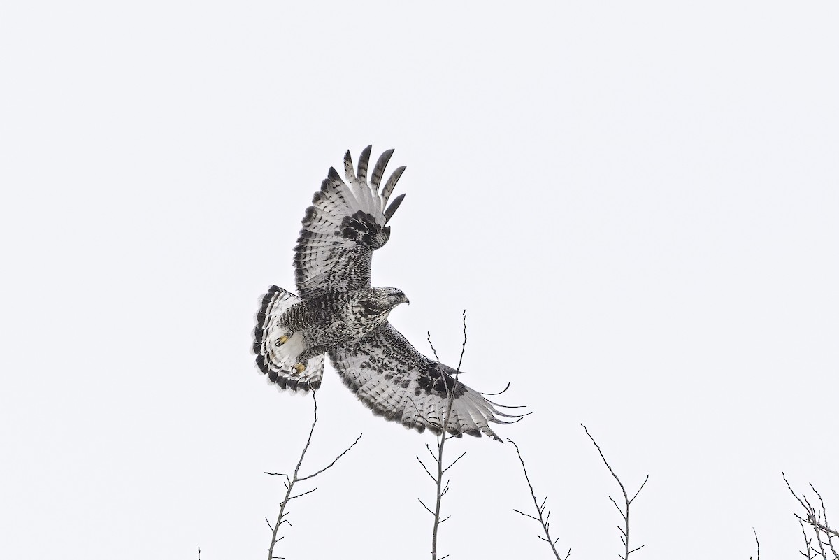 Poiana calzata - ML644463623