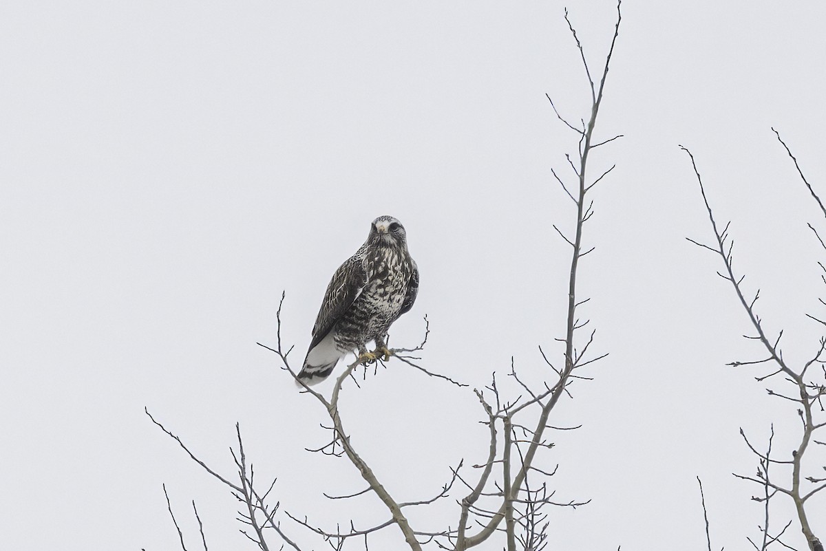 Poiana calzata - ML644463624