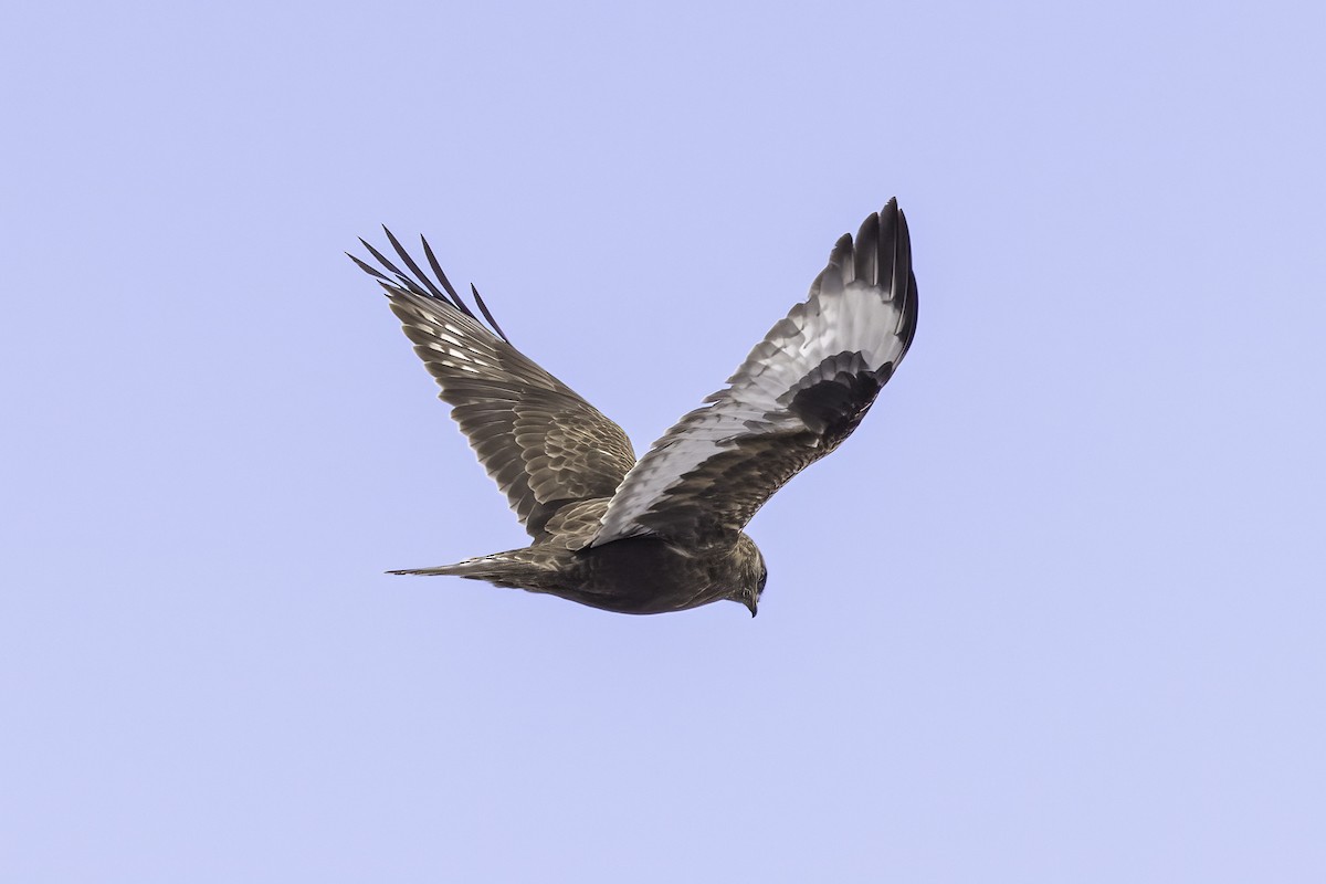 Poiana calzata - ML644463625