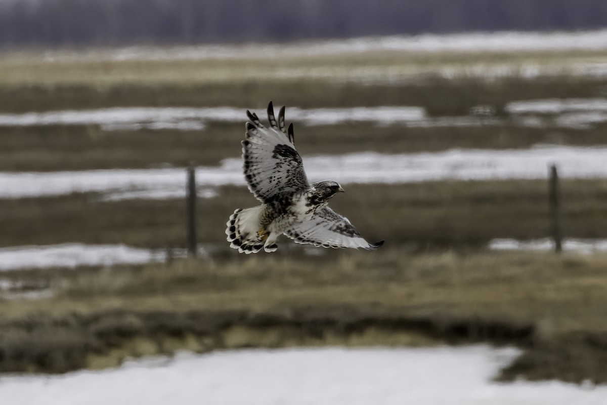 Poiana calzata - ML644463626